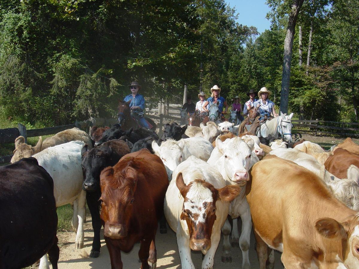 فندق Del Rioفي  French Broad Outpost Ranch المظهر الخارجي الصورة